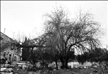 The tree at the end of Ha’ain Het st